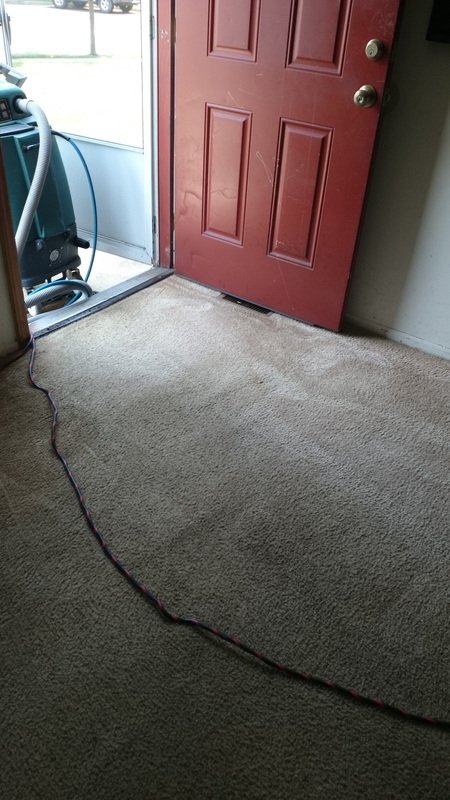 Clean carpet after professional hot water extraction